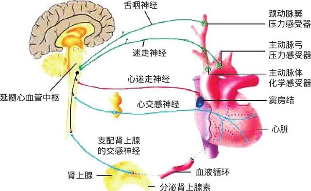 熬夜导致精神过度紧张头晕怎么办,熬夜头晕猝死前兆